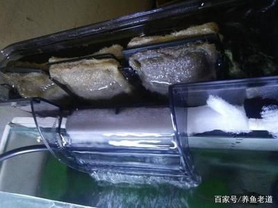 魚缸清潔技巧大公開:底部過(guò)濾的魚缸如何清理糞便 魚缸百科 第1張 魚缸清潔技巧大公開:底部過(guò)濾的魚缸如何清理糞便 魚缸清潔技巧大公開:底部過(guò)濾的魚缸如何清理糞便 魚缸百科 第1張
