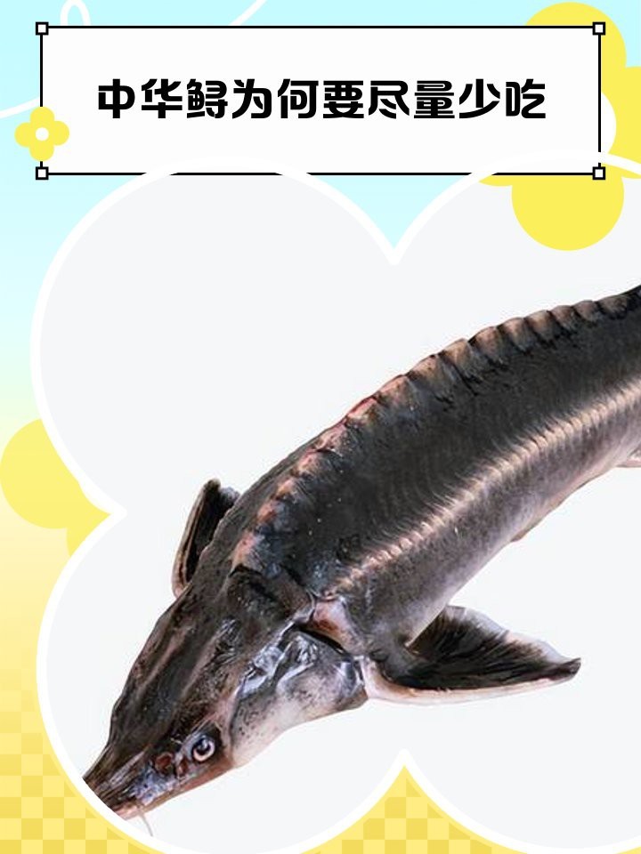 鱘龍魚為何要少吃