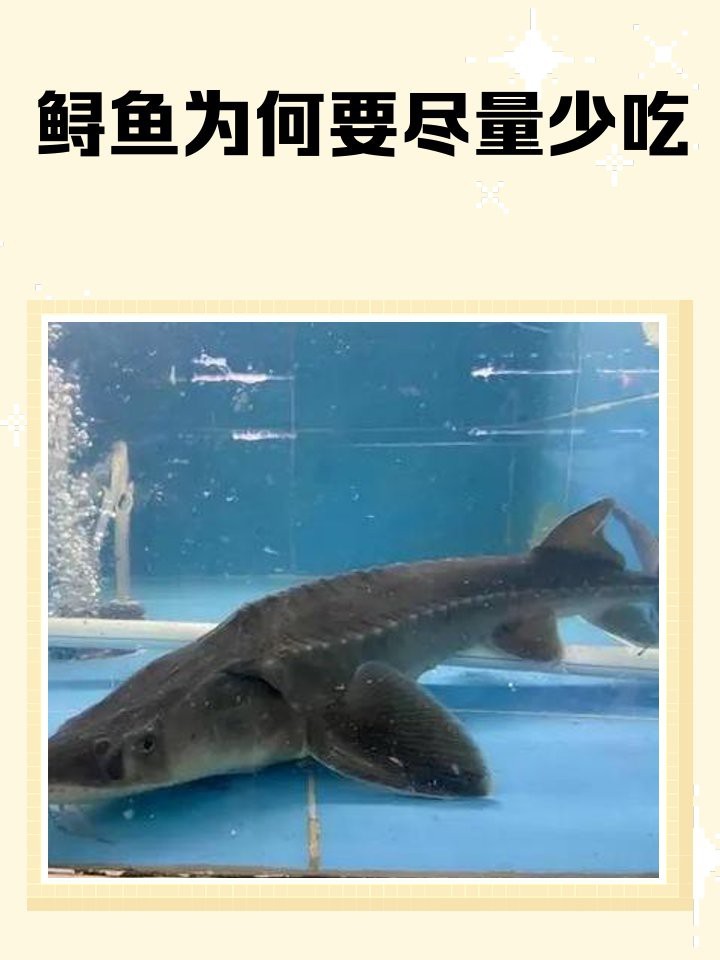 鱘龍魚為何要少吃 鱘龍魚為何要少吃 龍魚論壇 第5張