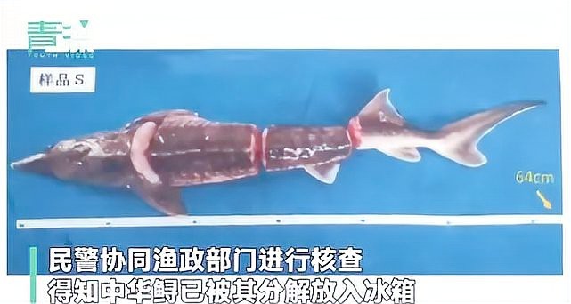 鱘龍魚為何要少吃 鱘龍魚為何要少吃 龍魚論壇 第6張