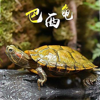 家里巴西龜如何送走