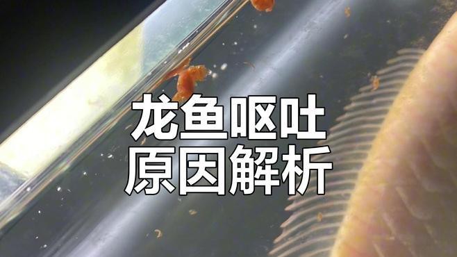 龍魚吃食咬一口就吐的原因