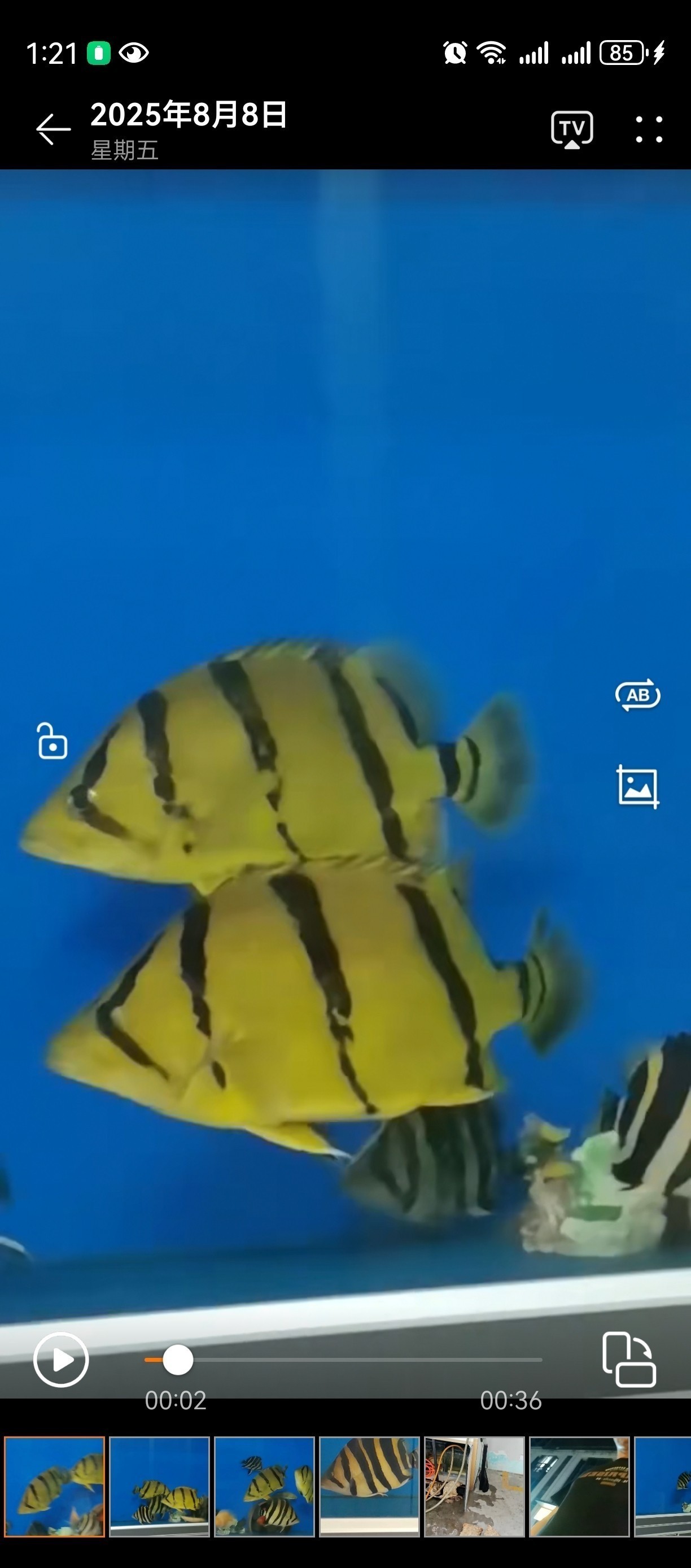 秋天的第兩只泰北