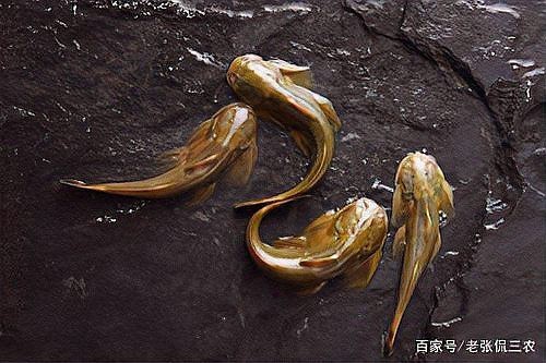四川石巴子魚多少錢一斤