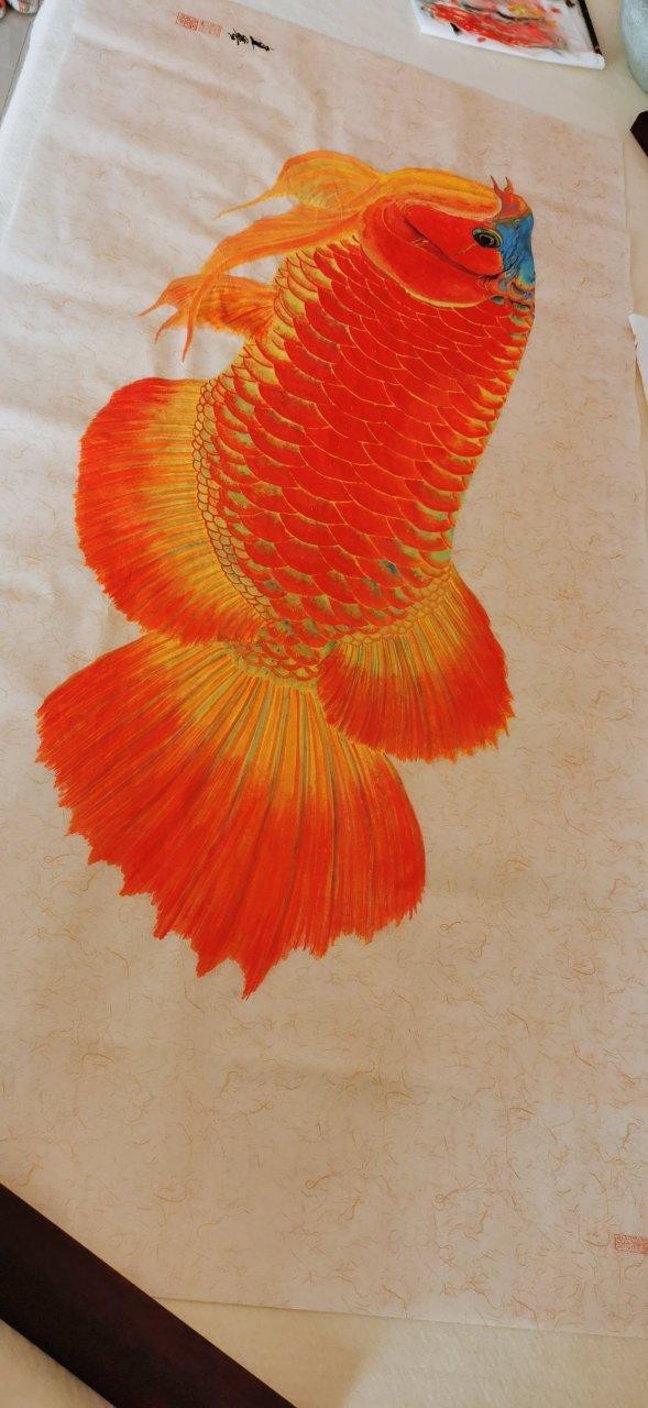 紅龍魚圖片高清壁紙可愛動漫