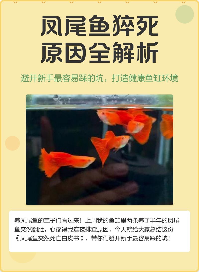 鳳尾魚夏天容易死 鳳尾魚夏天容易死 龍魚論壇 第3張