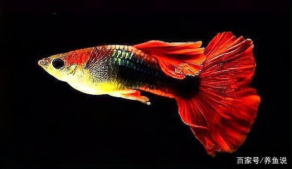 鳳尾魚夏天容易死 鳳尾魚夏天容易死 龍魚論壇 第8張