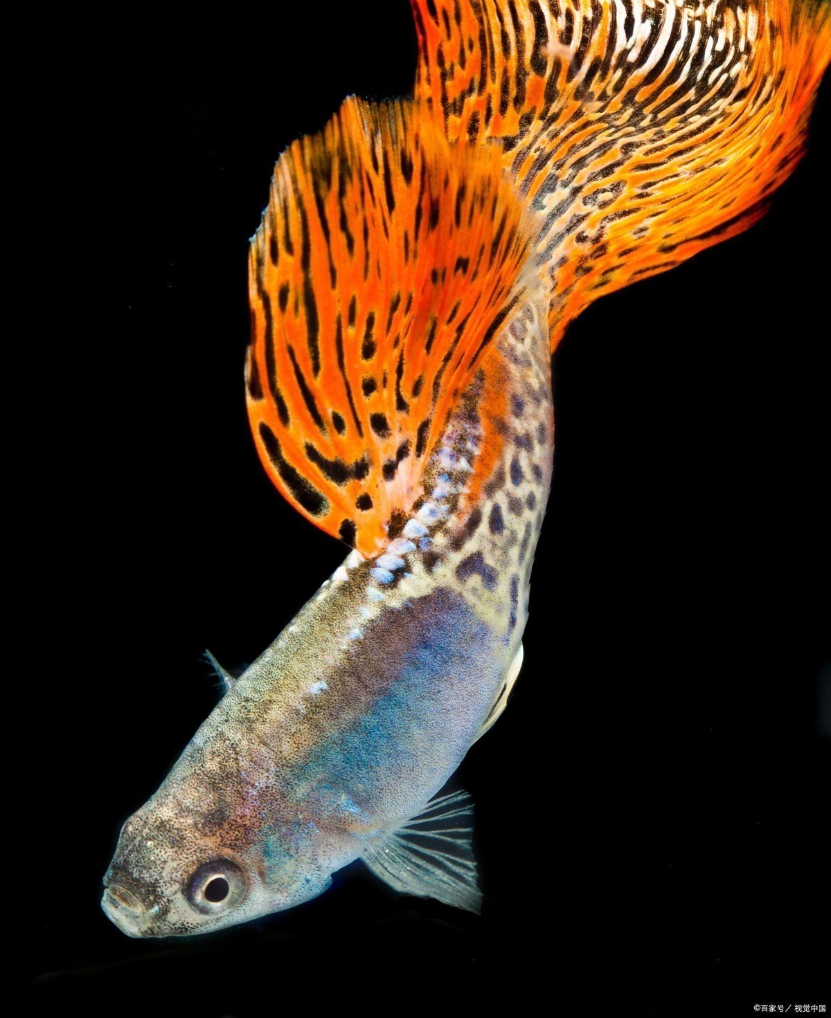 鳳尾魚夏天容易死 鳳尾魚夏天容易死 龍魚論壇 第9張