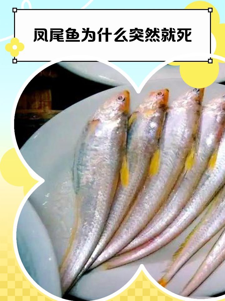 鳳尾魚夏天容易死 鳳尾魚夏天容易死 龍魚論壇 第10張