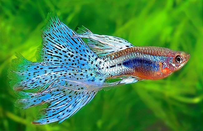 鳳尾魚夏天容易死 鳳尾魚夏天容易死 龍魚論壇 第6張