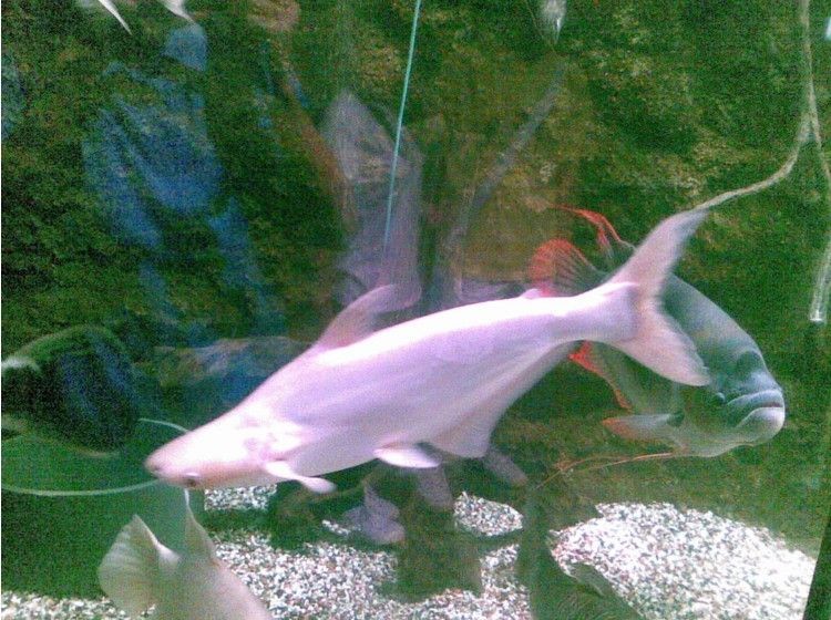 白鯊魚觀賞魚魚卵怎么孵化(白鯊魚觀賞魚的孵化過程) 魚缸百科 第2張 白鯊魚觀賞魚魚卵怎么孵化(白鯊魚觀賞魚的孵化過程) 白鯊魚觀賞魚魚卵怎么孵化(白鯊魚觀賞魚的孵化過程) 魚缸百科 第2張