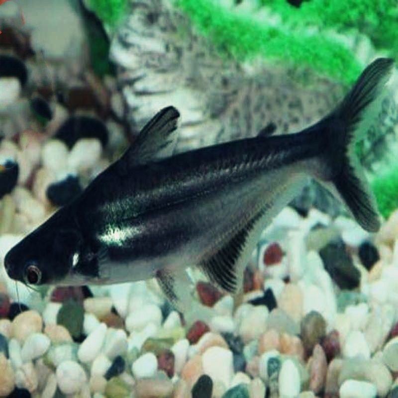 白鯊魚觀賞魚魚卵怎么孵化(白鯊魚觀賞魚的孵化過程) 魚缸百科 第1張 白鯊魚觀賞魚魚卵怎么孵化(白鯊魚觀賞魚的孵化過程) 白鯊魚觀賞魚魚卵怎么孵化(白鯊魚觀賞魚的孵化過程) 魚缸百科 第1張