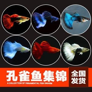 白鯊魚觀賞魚魚卵怎么孵化(白鯊魚觀賞魚的孵化過程) 魚缸百科 第3張 白鯊魚觀賞魚魚卵怎么孵化(白鯊魚觀賞魚的孵化過程) 白鯊魚觀賞魚魚卵怎么孵化(白鯊魚觀賞魚的孵化過程) 魚缸百科 第3張