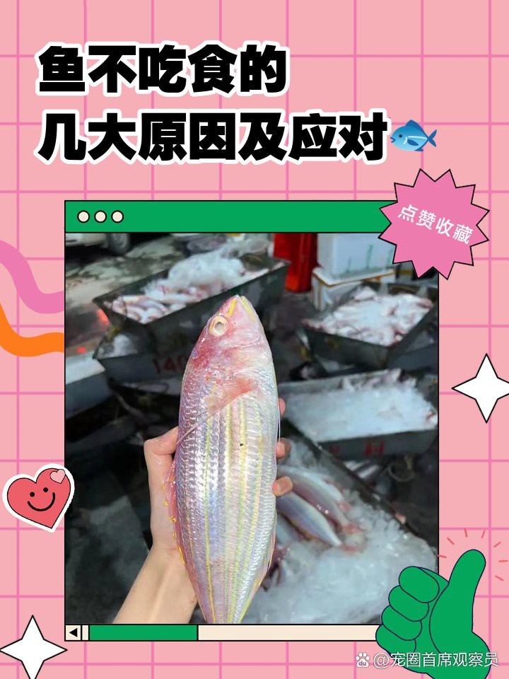 帝王三間魚不吃食最簡單三個原因