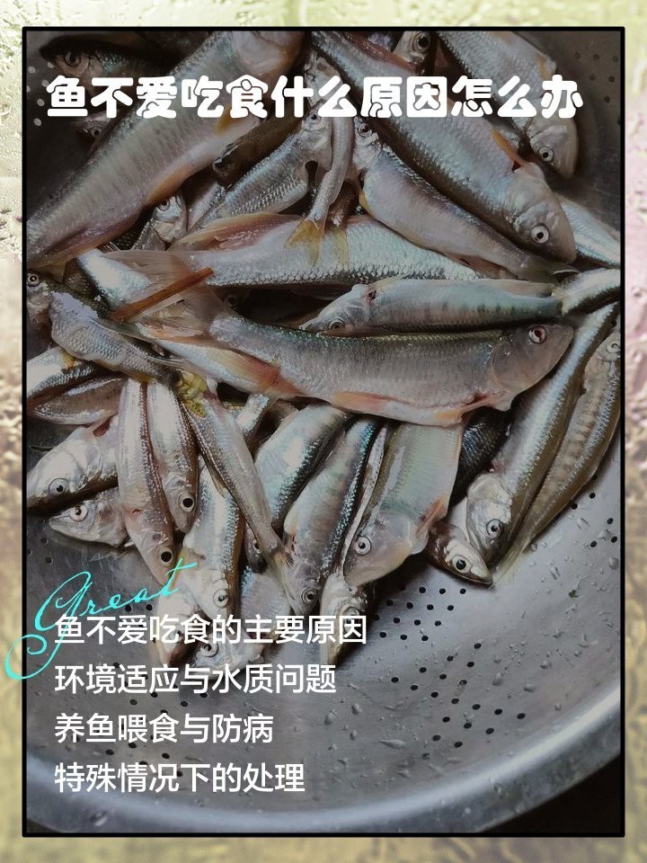 帝王三間魚不吃食最簡單三個原因