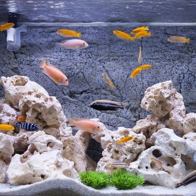 海洋生物與熱帶魚的選擇指南如何選擇合適的魚缸造景：如何制作海沙造景魚缸