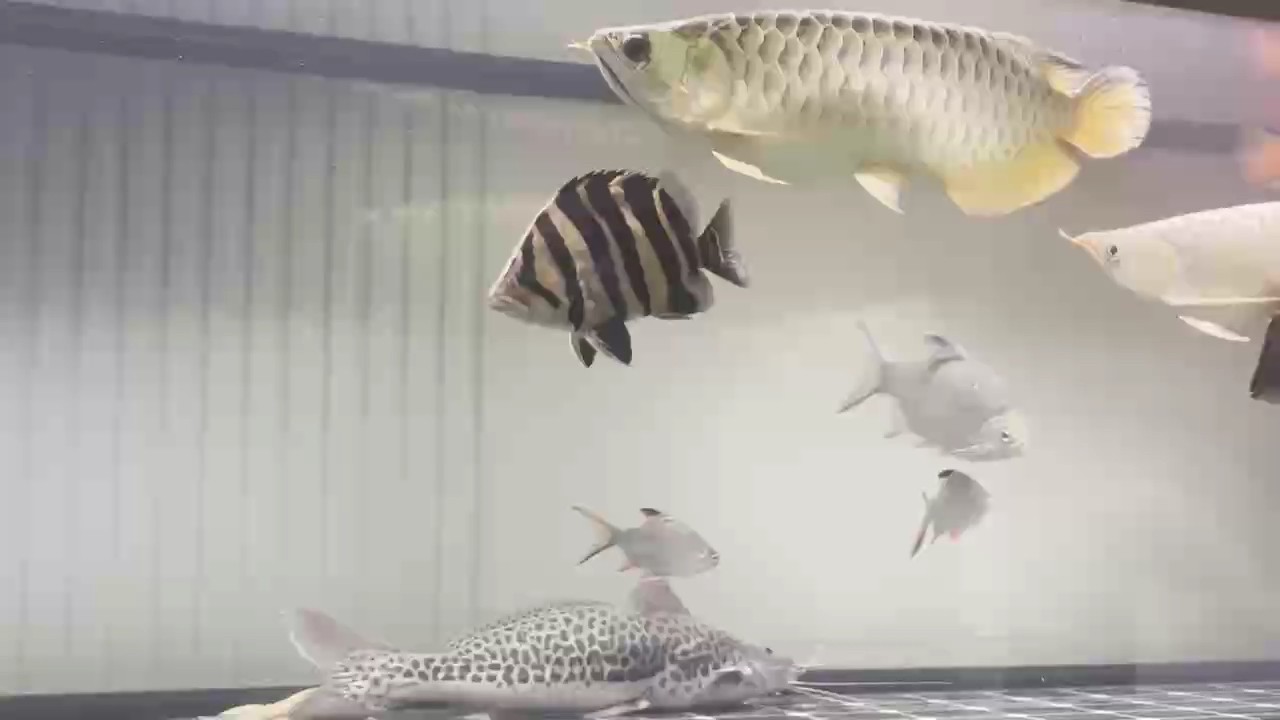 還是這兩天看著舒服 魚友們 給這兩條估個價