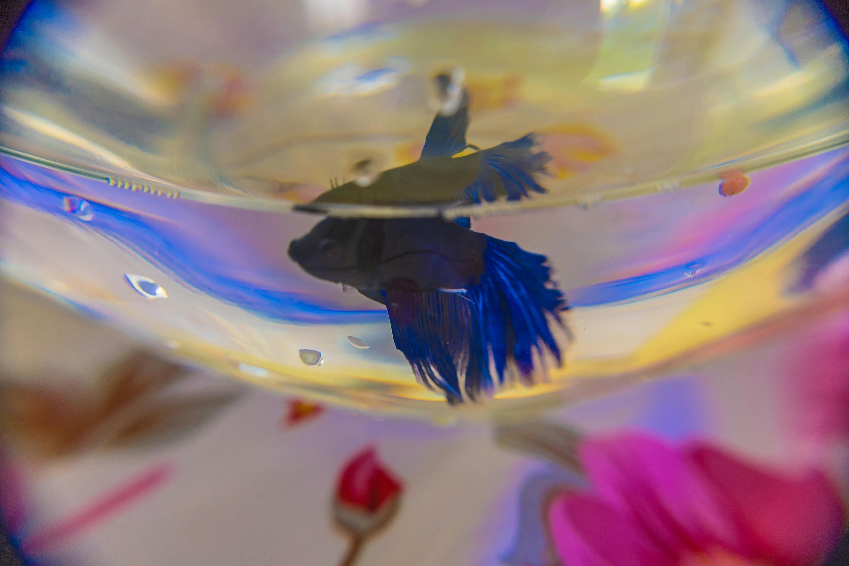 適合家養的水族寵物 適合家養的水族寵物 龍魚論壇 第1張