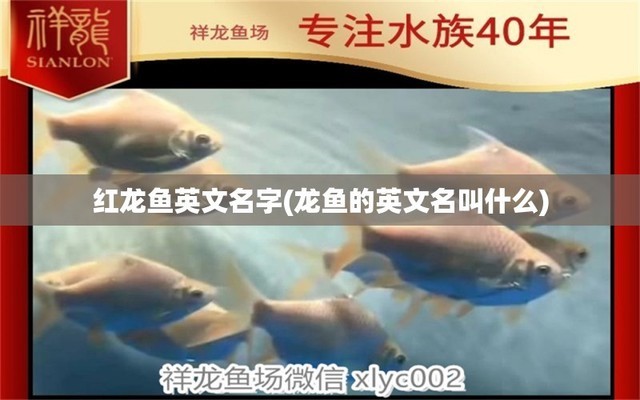 紅龍魚等級評定有圖解嗎？
