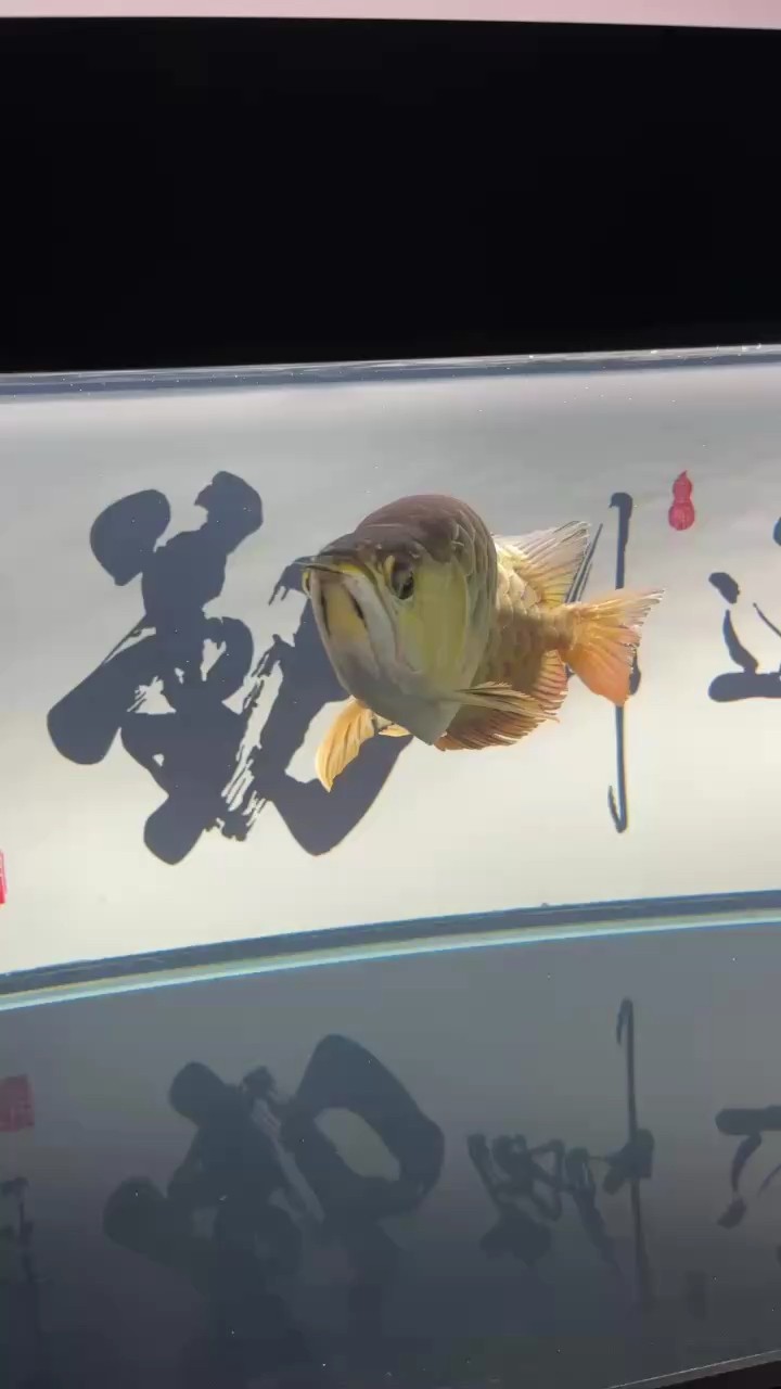 小龍28個月了