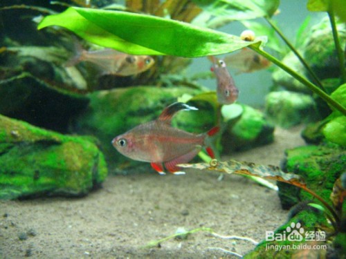 托克托縣專注魚店（托克托縣吃魚的飯店）