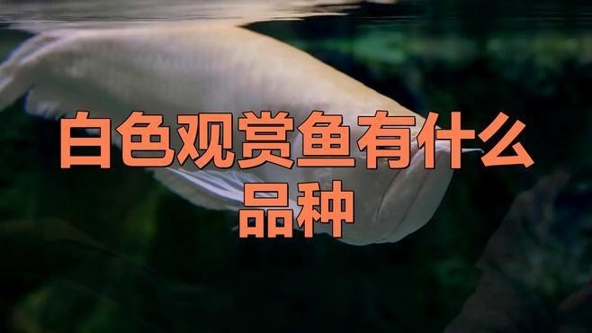 九龍坡區一城花開花店