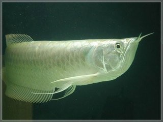 銀龍魚可以吃肉嗎 銀龍魚可以吃肉嗎 龍魚百科 第2張