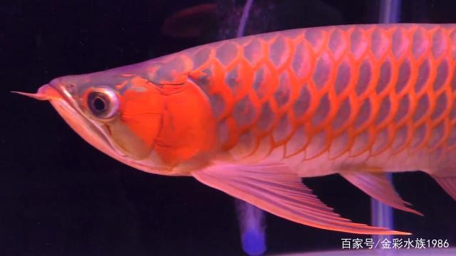 張北聚龍水族館（張北聚龍水族館電話）