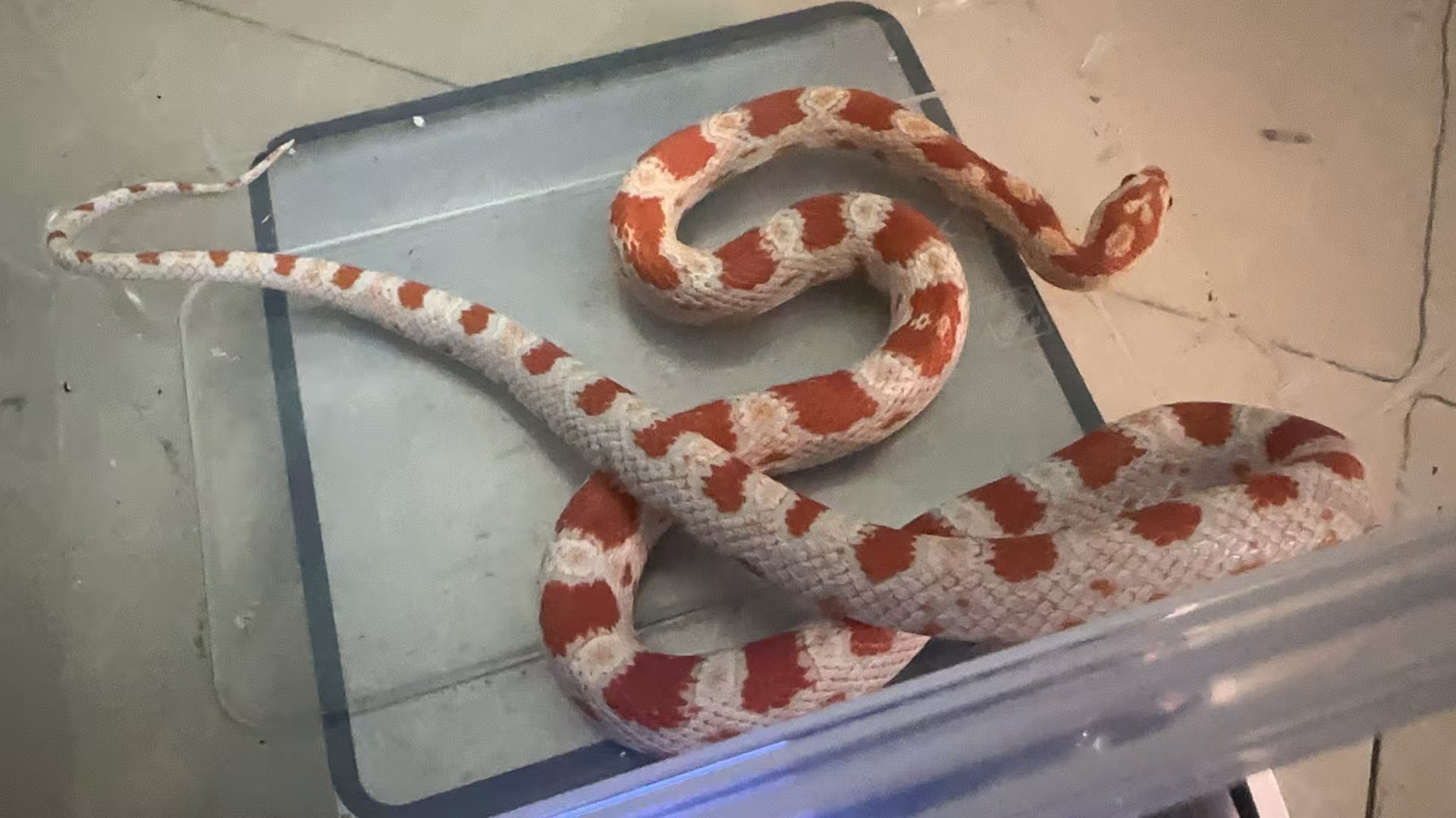 糖果反轉，母 糖果反轉，母 龍魚論壇 第2張