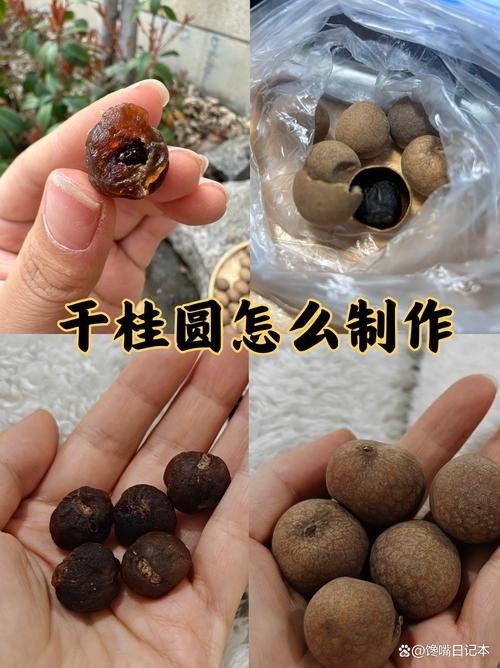 龍眼清洗后如何保存 龍眼清洗后如何保存 龍魚百科 第8張