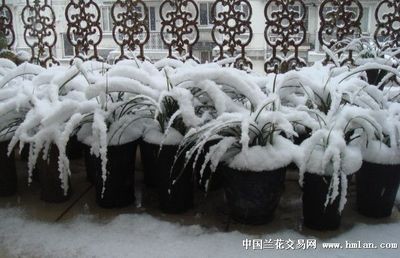 銀龍魚和翹嘴魚的區別是什么 銀龍魚和翹嘴魚的區別是什么 龍魚百科 第8張
