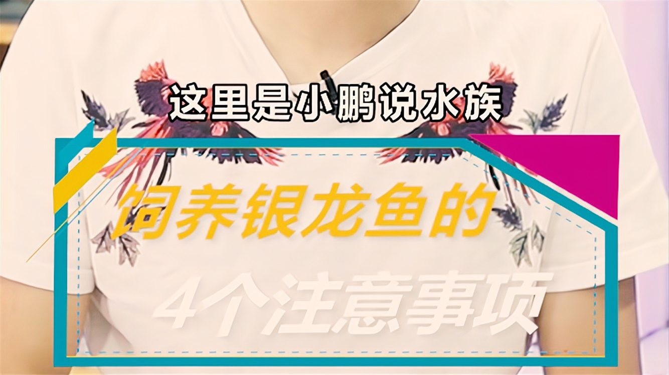 銀龍魚(yú)和翹嘴魚(yú)的區(qū)別是什么