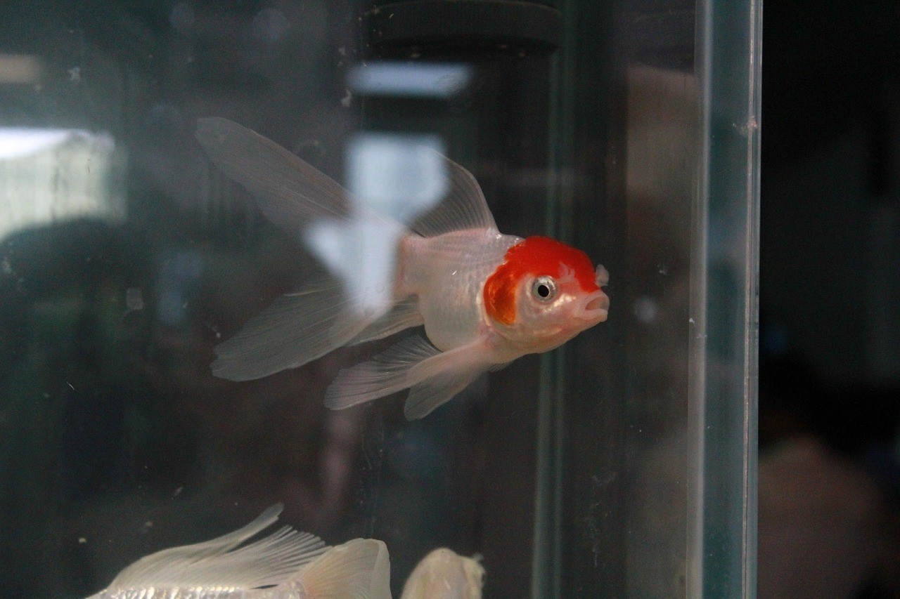 水族造景魚缸濾材 水族造景魚缸濾材 龍魚論壇 第2張