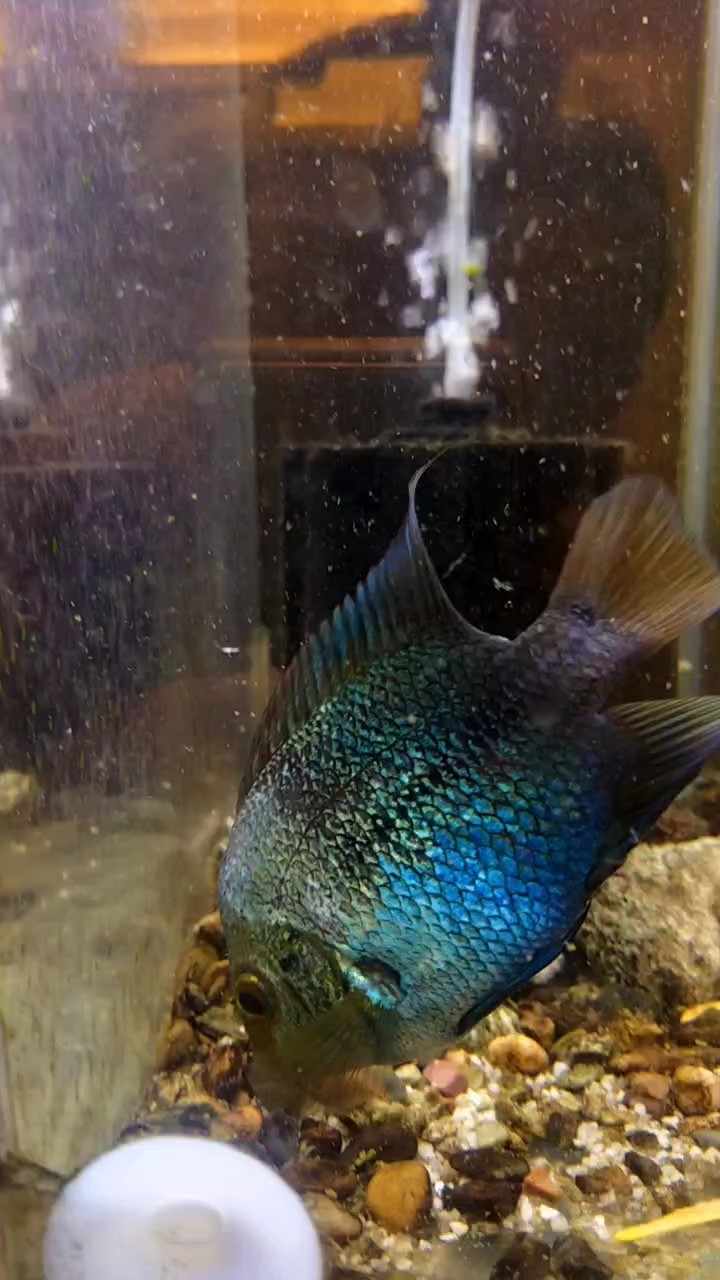 暗色系母魚