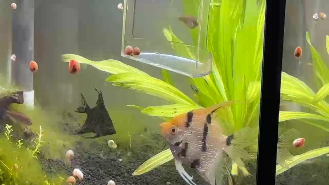 燕魚