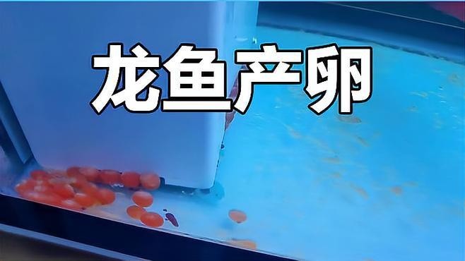 銀龍魚產(chǎn)卵視頻大全