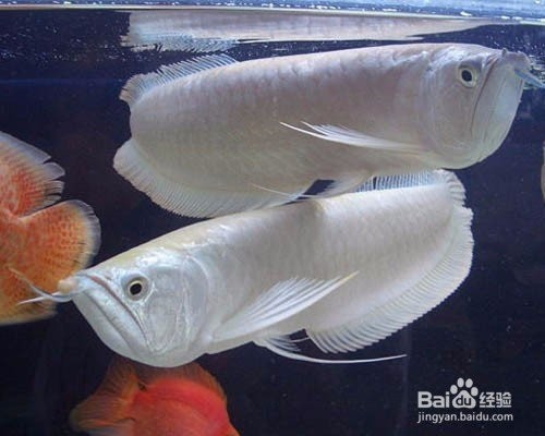 銀龍魚產(chǎn)卵視頻大全