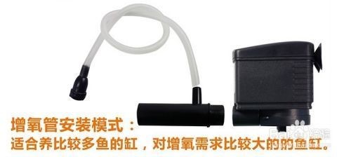 濮陽縣梁莊鎮精靈魚水族店