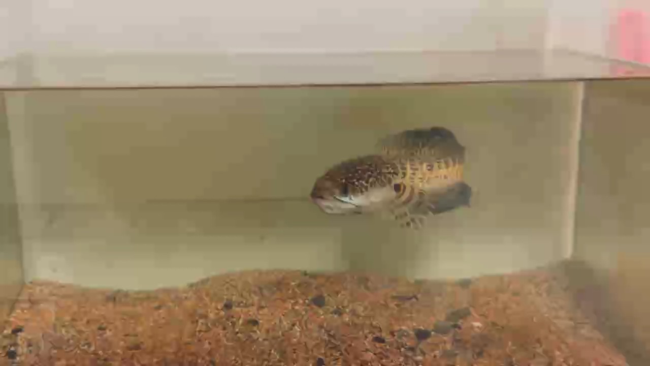 人工還是野生