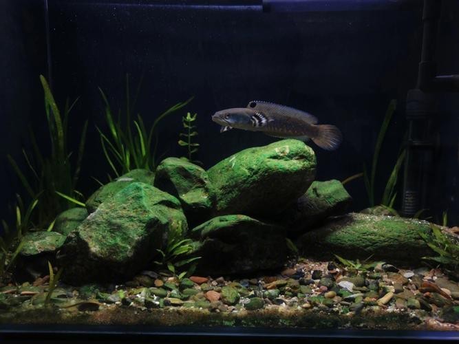雷龍魚缸布景