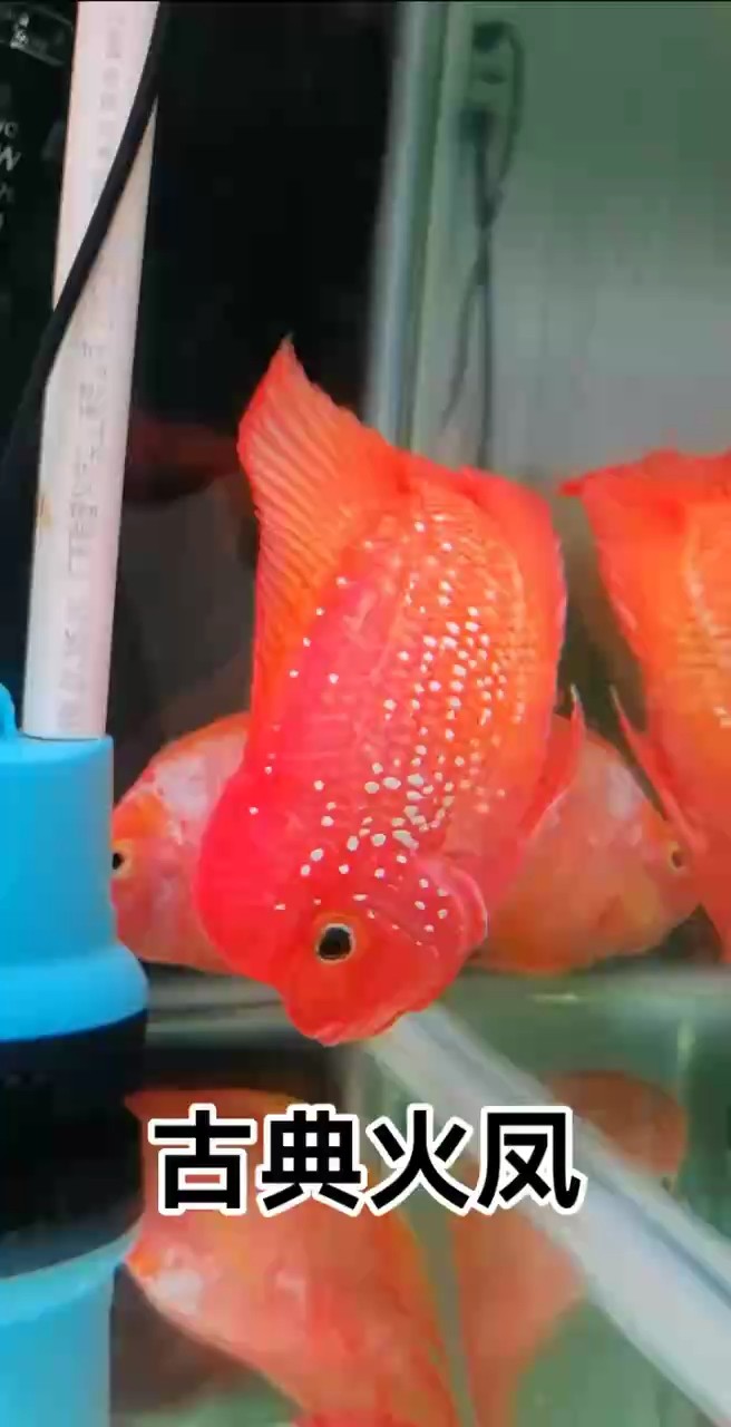 泰國進口古典火鳳凰