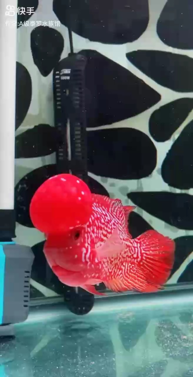 泰國(guó)進(jìn)口火鳳凰 龍魚(yú)論壇 第1張 泰國(guó)進(jìn)口火鳳凰 泰國(guó)進(jìn)口火鳳凰 龍魚(yú)論壇 第1張
