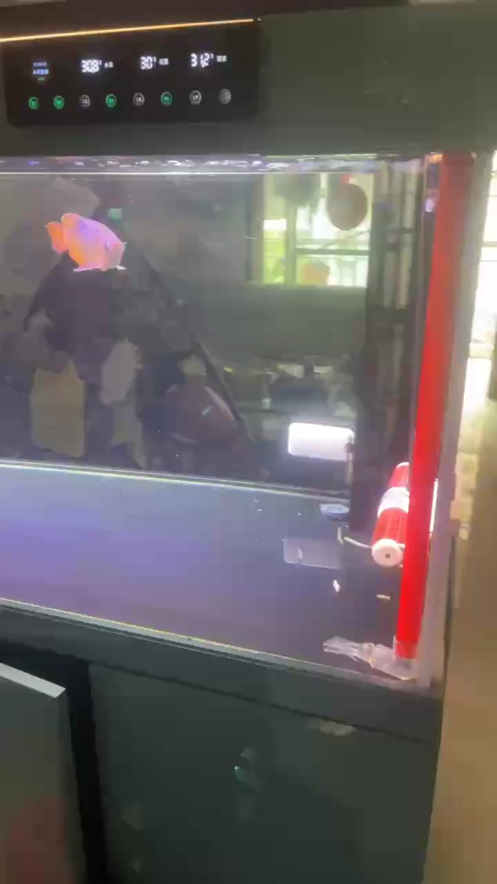 入缸兩個月了