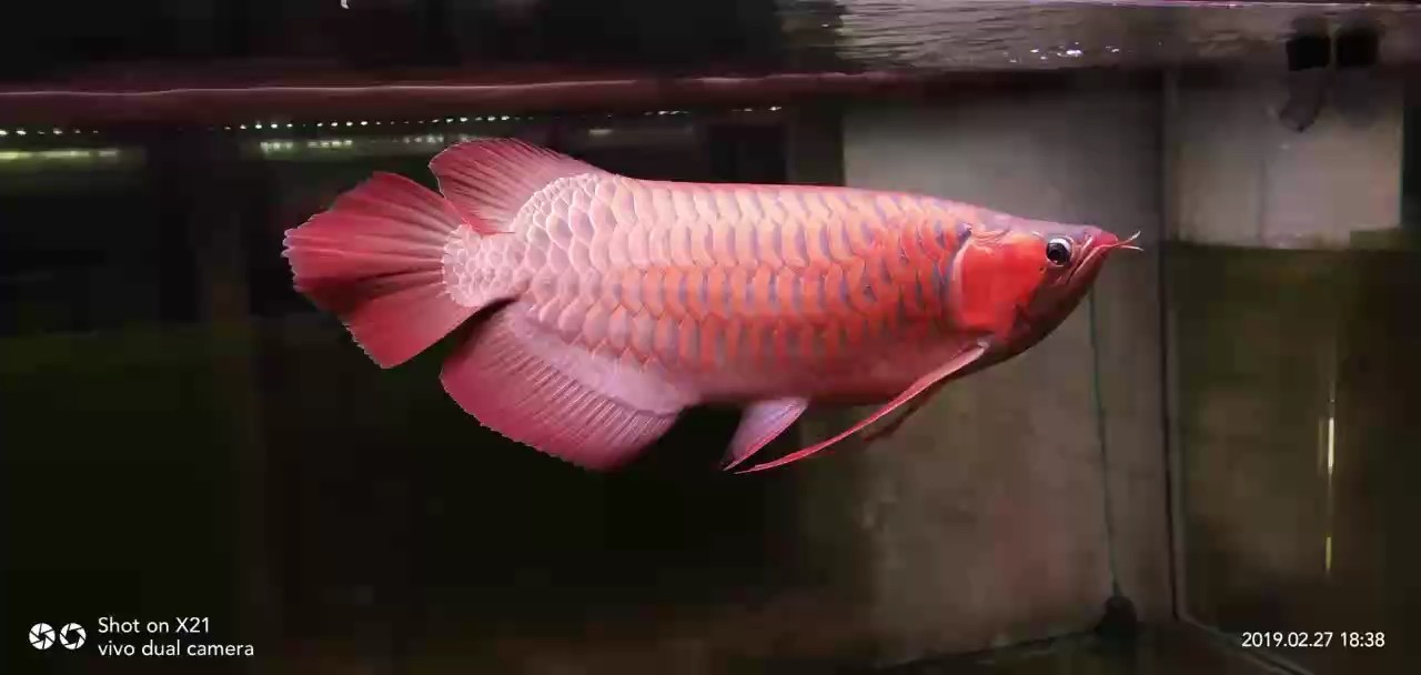 吾愛紅龍