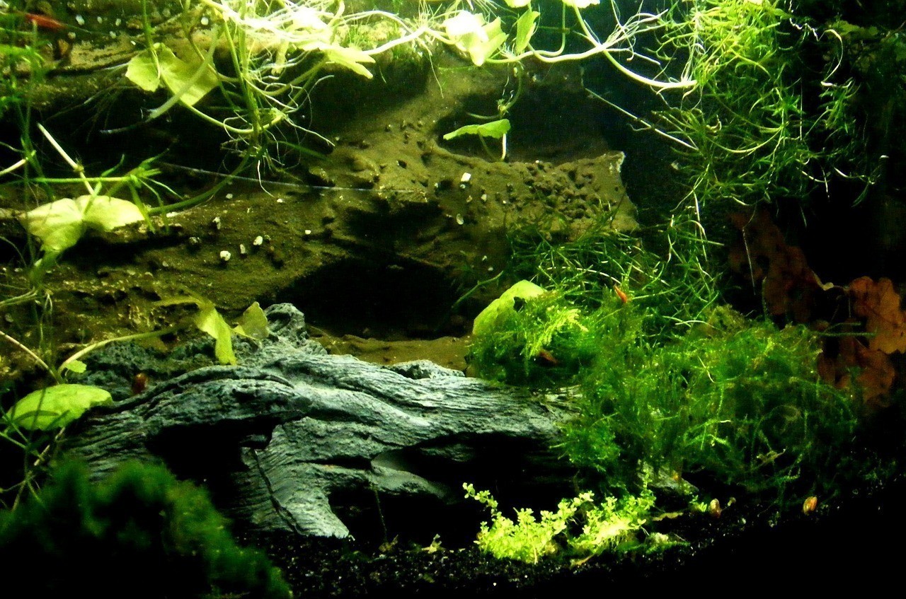 趴地虎魚