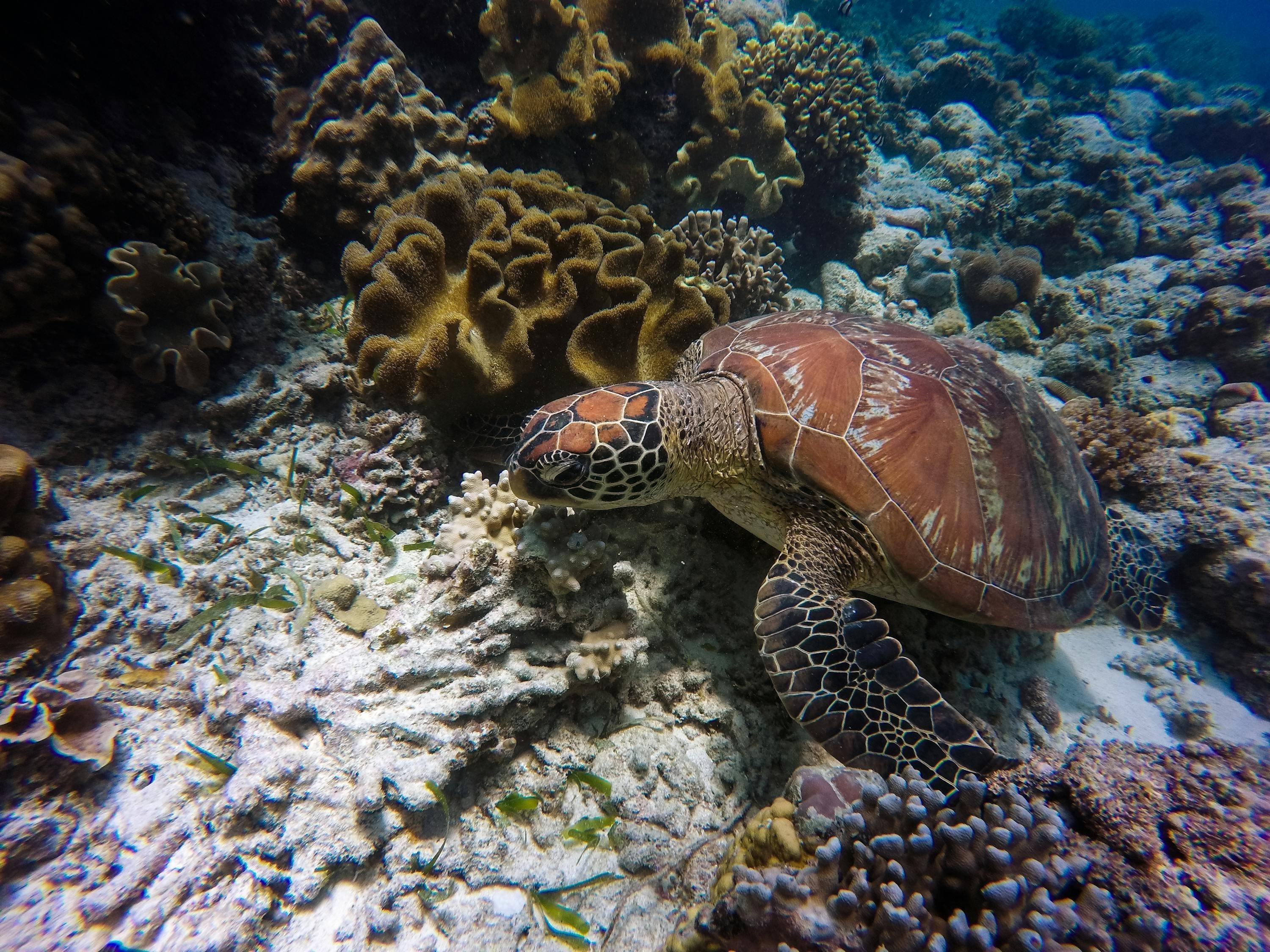趴地虎魚