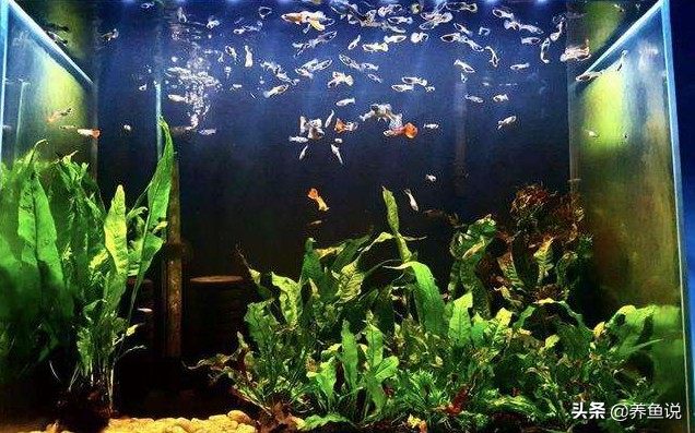赤峰市元寶山區江一水族店（赤峰水族館）