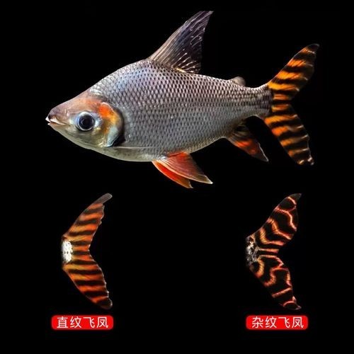銀龍魚最佳混養方法圖片 銀龍魚最佳混養方法圖片 龍魚百科 第35張