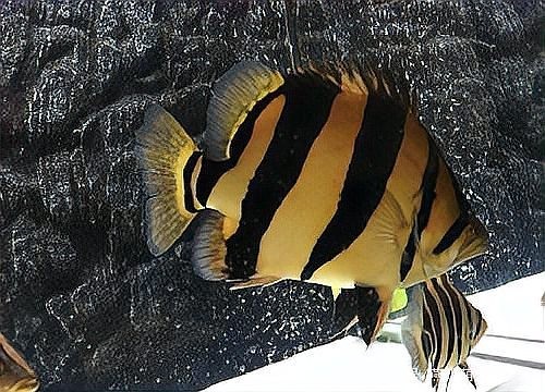 銀龍魚最佳混養方法圖片 銀龍魚最佳混養方法圖片 龍魚百科 第25張