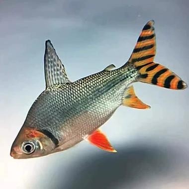 銀龍魚最佳混養方法圖片 銀龍魚最佳混養方法圖片 龍魚百科 第28張